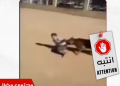 مقطع قديم لتحريض كلب على طفل في وهران
